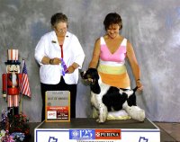 Brasswinds English Setters and English Cocker