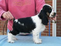Brasswinds English Setters and English Cockers