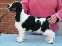 Brasswinds English Setters and English Cockers