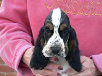 Brasswinds English Setters and English Cockers