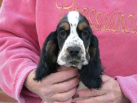 Brasswinds English Setters and English Cockers