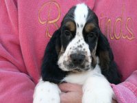 Brasswinds English Setters and English Cockers