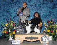 Brasswinds English Setters and English Cockers