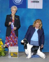 Brasswinds English Setters and English Cockers