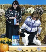 Brasswinds English Setters and English Cockers