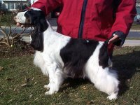 Brasswinds English Setters and English Cockers