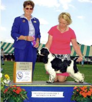 Brasswinds English Setters and English Cockers