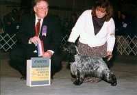 Brasswinds English Setters and English Cockers