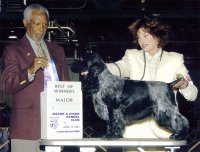 Brasswinds English Setters and English Cockers