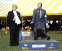 Brasswinds English Setters and English Cockers