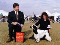 Brasswinds English Setters and English Cockers