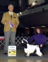 Brasswinds English Setters and English Cockers