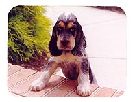 Brasswinds English Setters and English Cockers