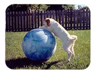 Brasswinds English Setters and English Cockers