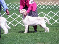 Brasswinds English Setters and English Cockers