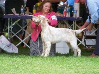 Brasswinds English Setters and English Cockers
