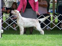 Brasswinds English Setters and English Cockers