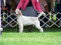 Brasswinds English Setters and English Cockers