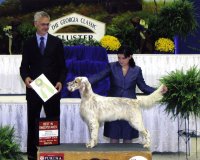 Brasswinds English Setters and English Cockers
