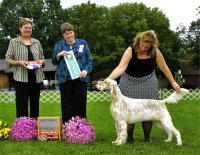 Brasswinds English Setters and English Cockers