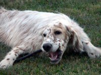 Brasswinds English Setters and English Cockers
