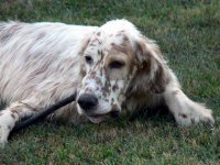 Brasswinds English Setters and English Cockers