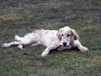 Brasswinds English Setters and English Cockers