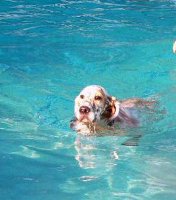 Brasswinds English Setters and English Cockers