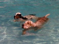 Brasswinds English Setters and English Cockers