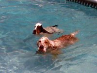Brasswinds English Setters and English Cockers