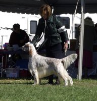 Brasswinds English Setters- Adonis