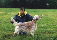 Brasswinds English Setters and English Cockers
