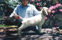 Brasswinds English Setters and English Cockers