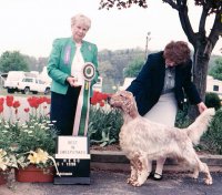 Brasswinds English Setters and English Cockers