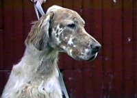 Brasswinds English Setters and English Cockers