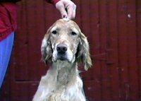 Brasswinds English Setters and English Cockers