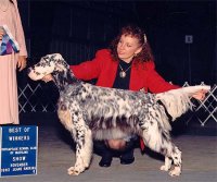 Brasswinds English Setters and English Cockers