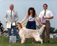 Brasswinds English Setters and English Cockers