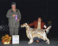 Brasswinds English Setters and English Cockers