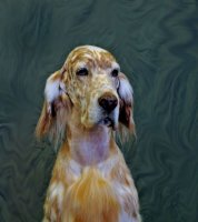 Brasswinds English Setters and English Cockers