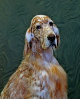 Brasswinds English Setters and English Cockers