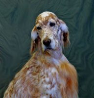 Brasswinds English Setters and English Cockers