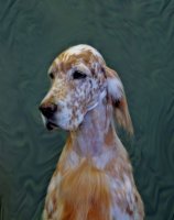 Brasswinds English Setters and English Cockers