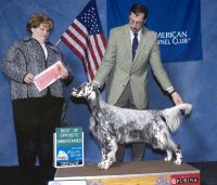 Brasswinds English Setters and English Cockers