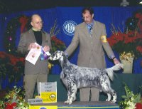 Brasswinds English Setters and English Cockers