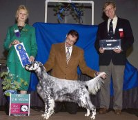 Brasswinds English Setters and English Cockers