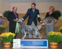 Brasswinds English Setters and English Cockers