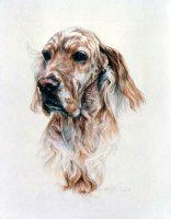Brasswinds English Setters and English Cockers
