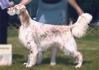 Brasswinds English Setters and English Cockers