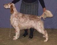 Brasswinds English Setters and English Cockers